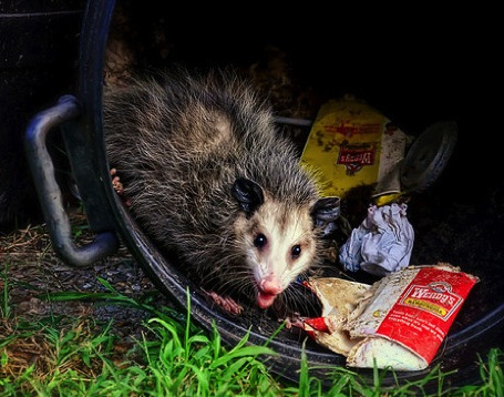 Possum in trash can